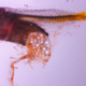 Damselfish larvae that has ingested microplastic particles. (Image: Oona M. Lönnstedt)